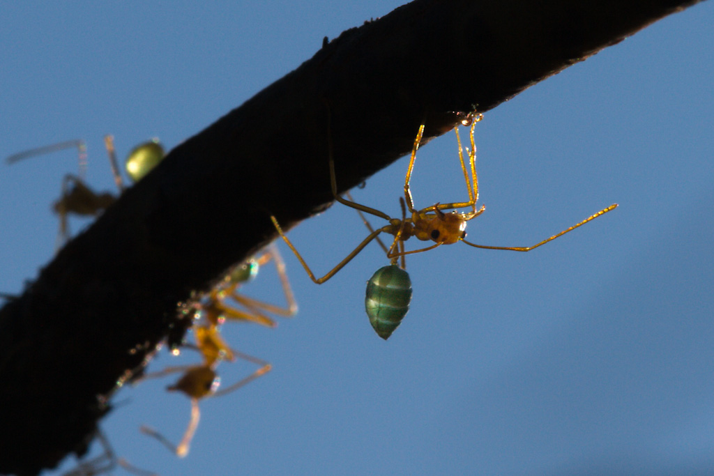 Green Tree Ant